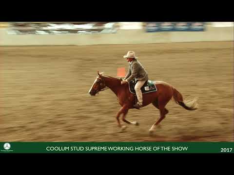 Vidéo: Australian Stock Horse Race De Cheval Hypoallergénique, Santé Et Durée De Vie