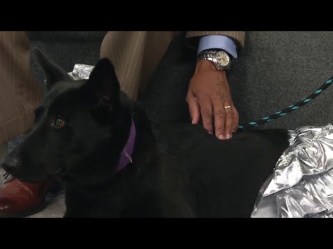 KPRC 2 Pet