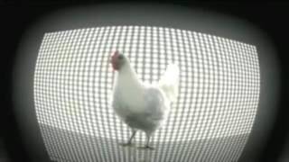 Chicken Song Geco Remix : Tavuk Şarkısı :