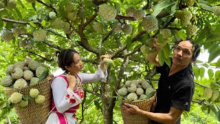 Harvesting The Custard Apple Garden Go market sell - Vàng Hoa