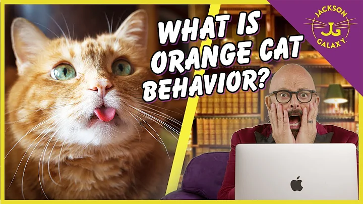 Sanningen om orangea katters beteende