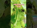 तरोई में अधिक फल के लिए #garden #gardening #farming #facts #plantsofindia #gardenplants #plants #ter