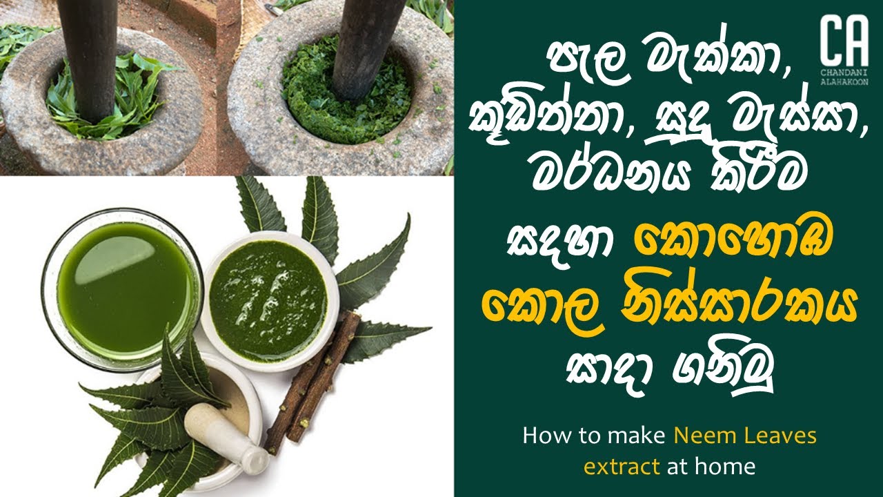 කොහොඹ කොල නිස්සාරකය සාදා ගනිමු | How to make Neem Leaves extract at ...