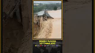 China Floods: Lions Dead, Zebras On The Run As Floodwaters Devastate Zoo In Southern China | Shorts