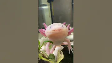 Как часто надо кормить аксолотля #аксолотль #axolotl