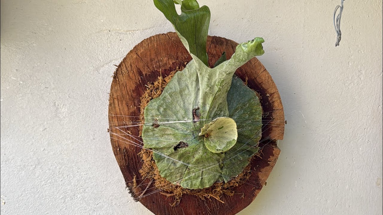 Platycerium Superbum - mudança de vaso para placa de madeira. melhor da live.  #platycerium