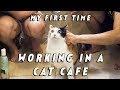MY FIRST TIME - WORKING IN A CAT CAFE EP 32