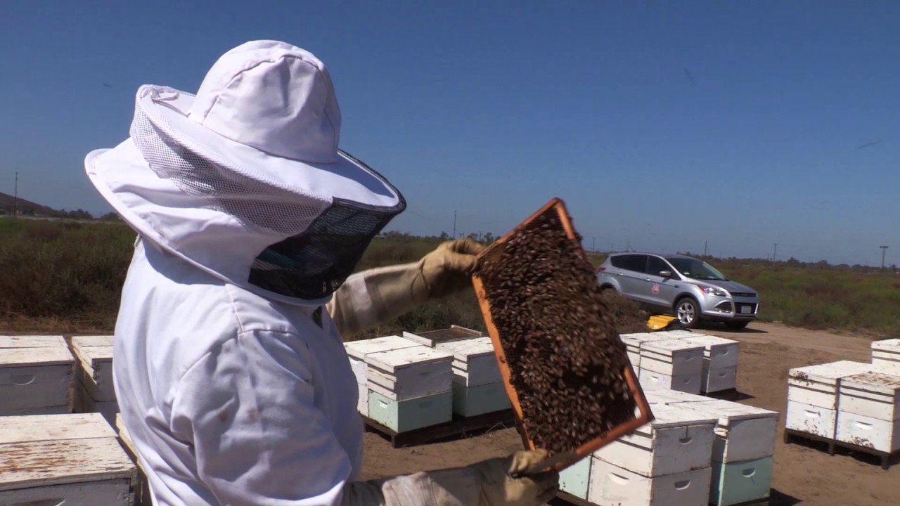 Regular Hive Mangement Beekeeping Best Management Practices San Diego YouTube