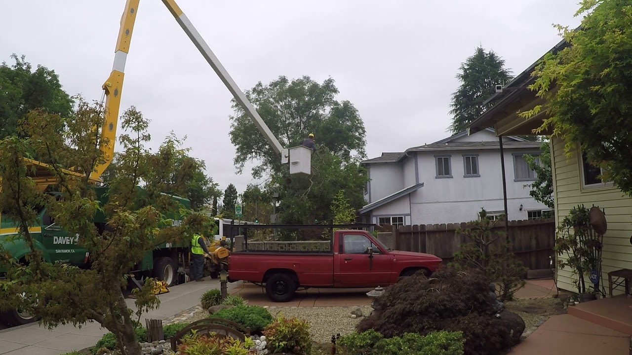 Ash Tree Removal Part2 YouTube