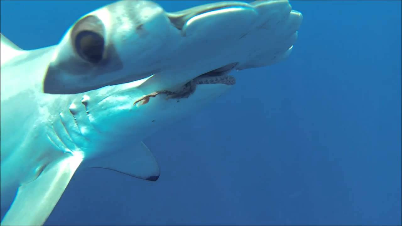 HAMMERHEAD SHARK ATTACK!!! YouTube