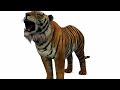 DOWNLOAD TIGER 3D MODEL