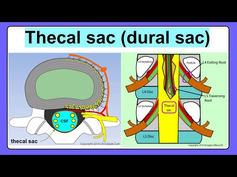 Video: Kje je thecal sac?