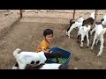 Goats kids  goats farming  baby goats