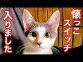 シャーシャー保護子猫 ついに懐っこスイッチ入る!