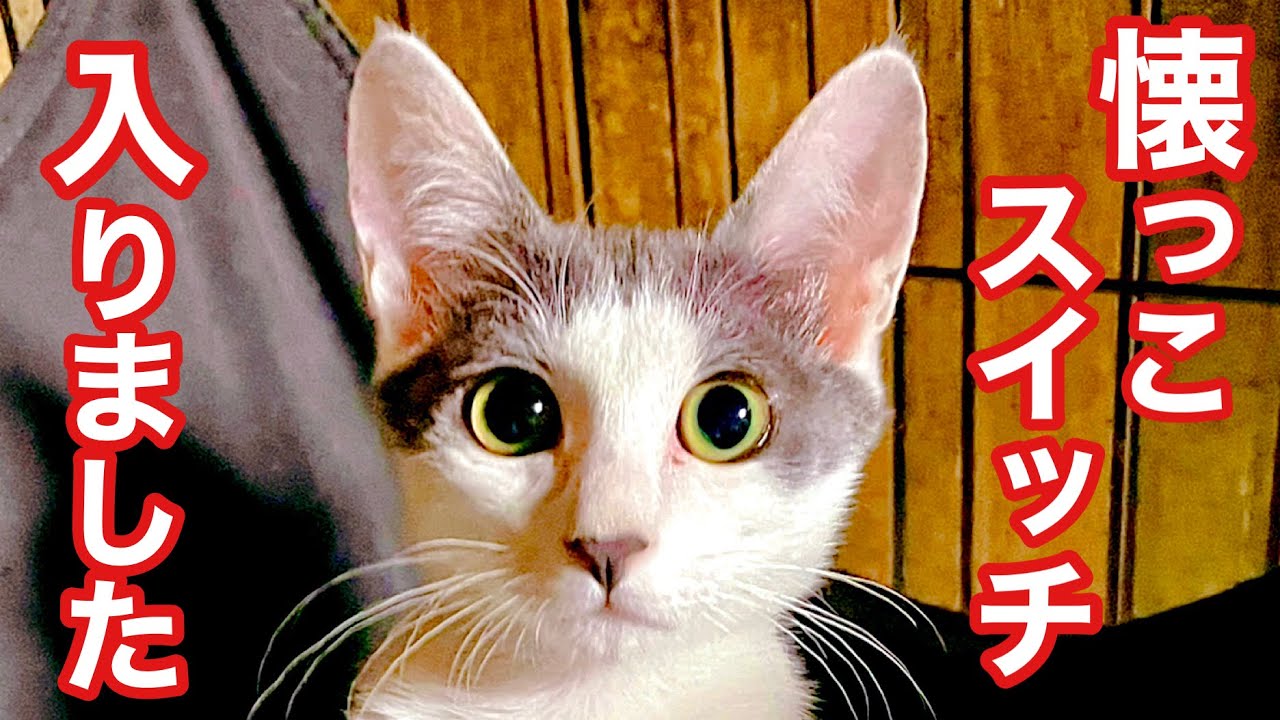 シャーシャー保護子猫 ついに懐っこスイッチ入る! - YouTube