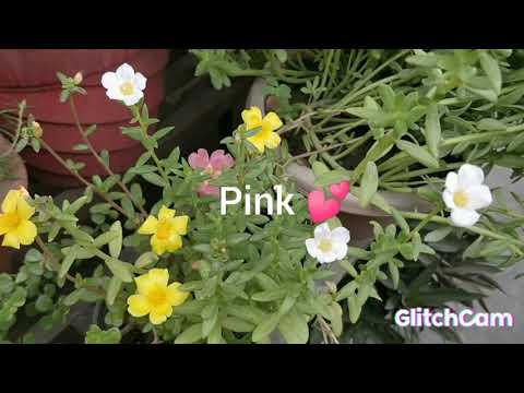 Video: Nierembergia Cupflower Information - Tips om att odla Nierembergia-växter