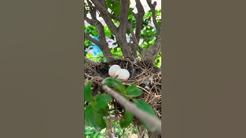 Update on Dove Nest in Lawn #bird #Nest #eggs
