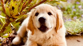 Absolutely delightful pup  #goldenretriever #puppy #playful #mischievous