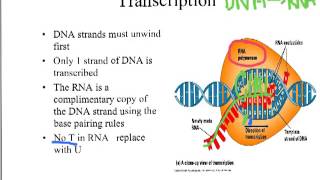 DNA Structure and Function