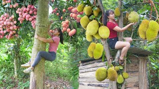 Download Lagu CEO Girl Climb Tall Trees to Harvest Lychee Fruit, Jackfruit Go To Sell - Buy a Big Turkey To Raise MP3