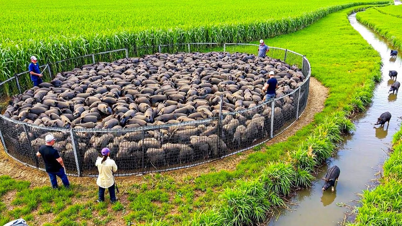 World In Shock! Texas Farmers Built a GENIUS Trap That Outsmarted 2 Million Wild Boars