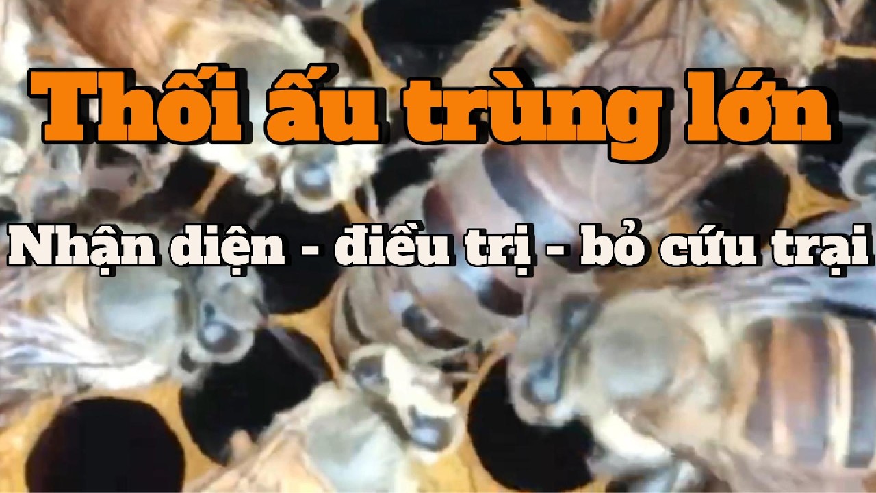 Thối ấu trùng tuổi lớn nhận diện để không thất bại