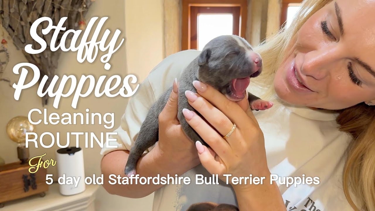 Behind the Scenes Cleaning the Whelping Pen | 10 Blue Staffordshire Bull Terrier Puppies