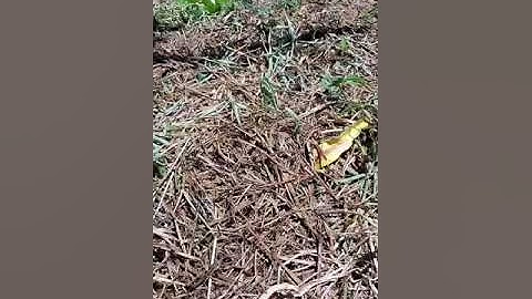 BÉC CHỐNG CÔN TRÙNG - BÉC TƯỚI CHO CÂY TRỒNG (THANH LONG...)