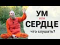 Ум или сердце — что слушать?