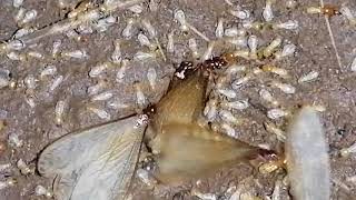 flying termites at night. hive spotted