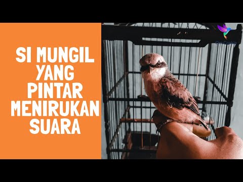 Burung Pentet atau Burung Cendet yang dibeli dari Kios Edy Jovanis