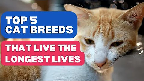 Video 9126981: fluffy siamese cat, living cat breeds, cat wonderful, kitty