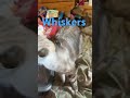 Whiskers #dance #remix #cat #cute