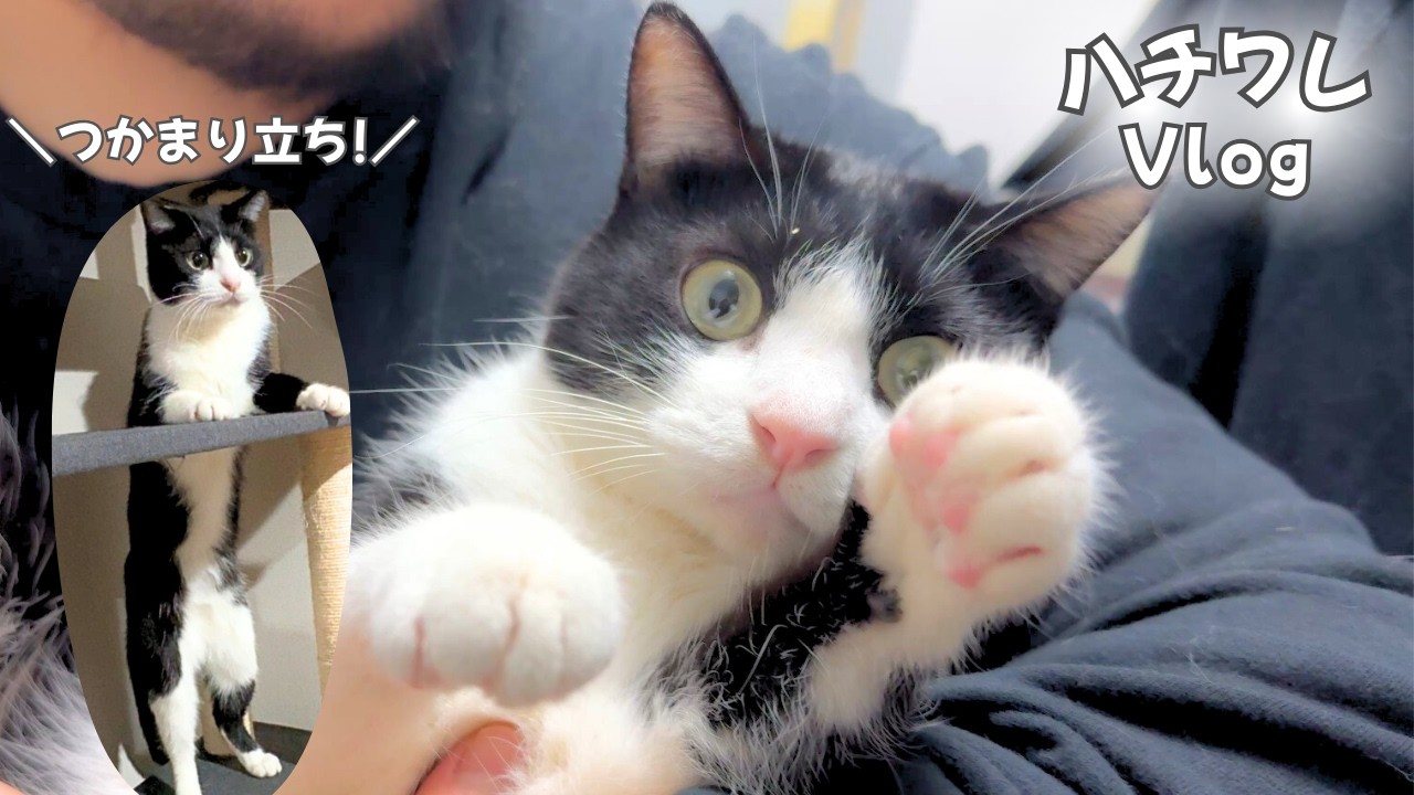 【かわいい猫】夜型夫婦と猫との暮らしVlog/深夜3時につかまり立ちで遊ぶハチワレ猫【今日のオロイズ】