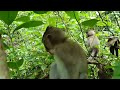 Wildlife monkeys in Amber and Mohanokor troop living around Baphuon Temple WA676