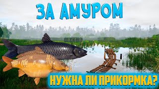 Ловля амура. Нужна ли прикормка на такой рыбалке? РР4