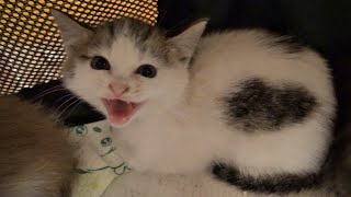 Rescued kittens are hissing at me by Nine Lives 168,322 views 4 years ago 2 minutes, 43 seconds