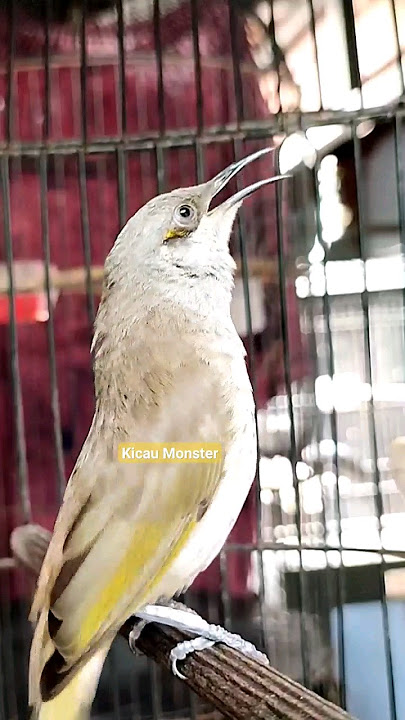 cucak kombo gacor #kicaumonster #kicaumania #birds