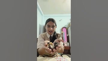 Mini Vlog|#Harry Potter, Kinder Joy unboxing🫶🏼|#learnwithpriyanshi #minivlog