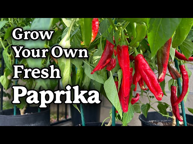 Grow Your Own Paprika! A Simple Growing Guide from Seed to Spice! -  YouTube