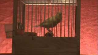 Waterslager 2011 Krstic 1.avi