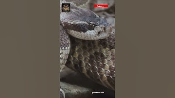 Rattlesnakes, The Deadly | Strikes At Lightning Speed #shorts #rattlesnake #reptiles #wildlife