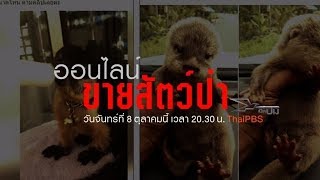 เปิดปม : ออนไลน์ขายสัตว์ป่า ( 8 ต.ค. 61)