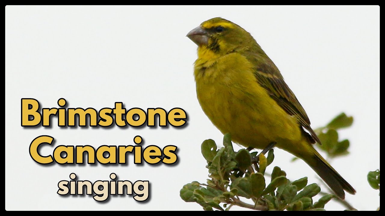 Curated visual reference: Singing Lessons For Sophisticated Canaries Reference: Brimstone Canaries Singing