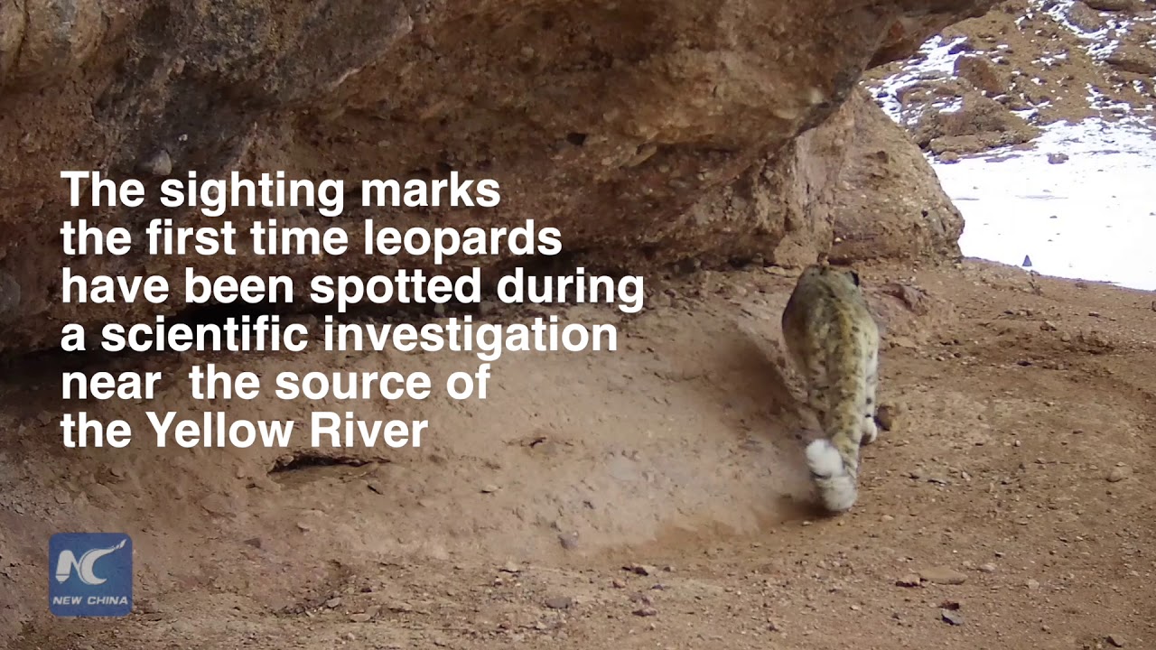 tv kanalları Snow leopards spotted in NW China
