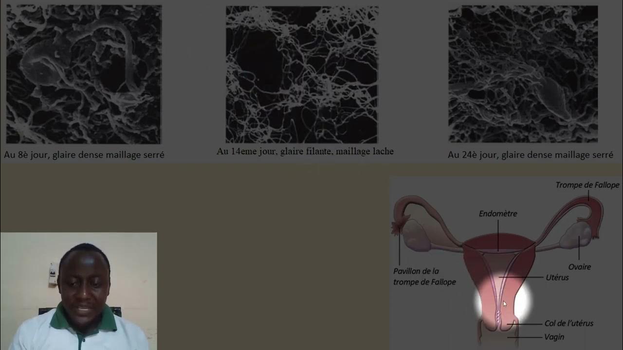 Leçon 10 cycle de la glaire cervicale YouTube