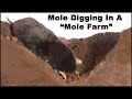 Mole Trapping Techniques and Underground Adaptations