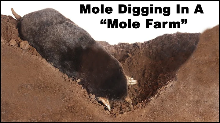 Watch a mole dig tunnels in the "Mole Farm". Live Trapping Moles - Mousetrap Monday - DayDayNews