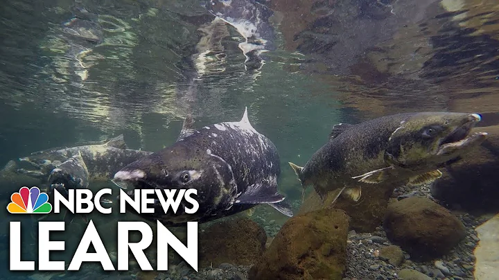 One Fish, Two Fish: Spending the Day with a Fishery Biologist