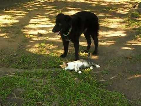 Cachorro transando com uma gata. - YouTube